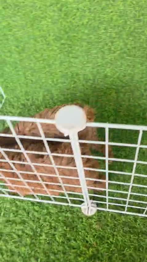 Dachshund Puppy | Brown, farm video