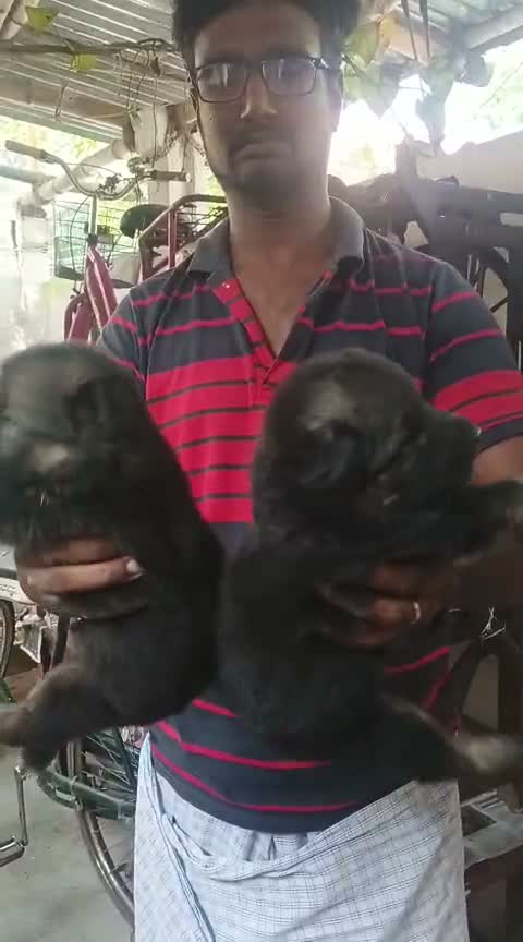 German Shepherd Puppy, farm video