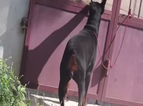 Doberman Pinscher Puppy, farm video