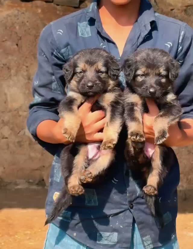 German Shepherd Puppy, farm video