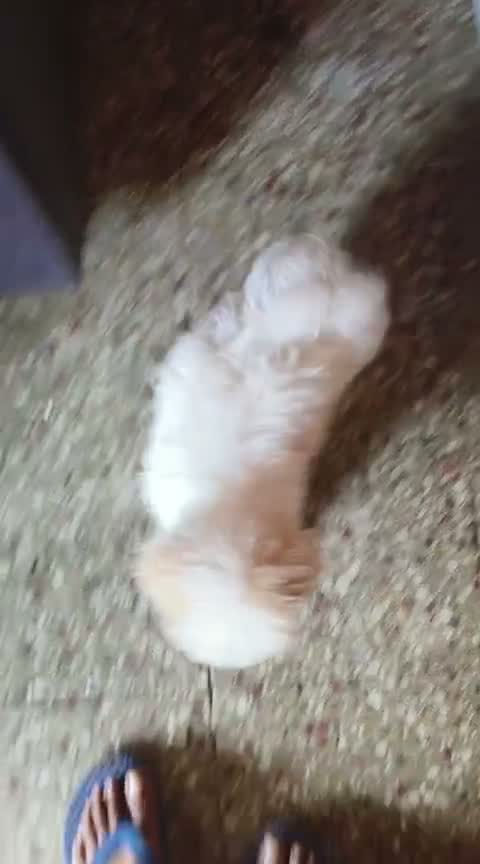 Dachshund Puppy | Brown, farm video