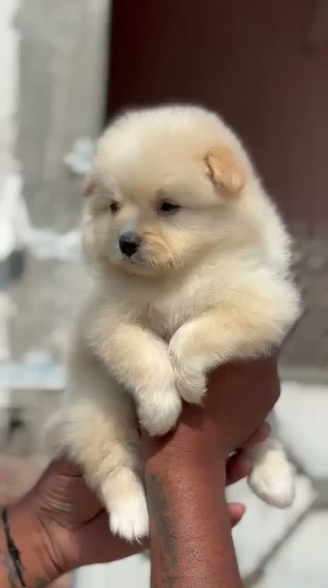 Culture Pom Puppy, farm video