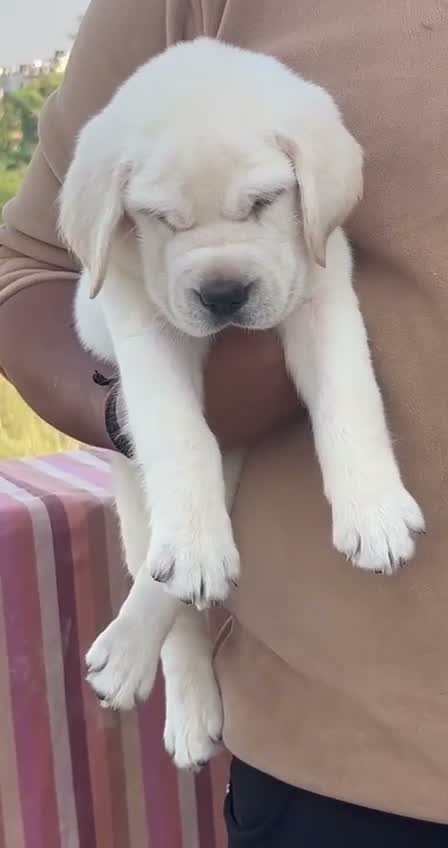 Beagle Black & Tan Puppy, farm video