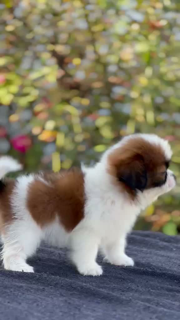 Shih Tzu | Black Color, farm video