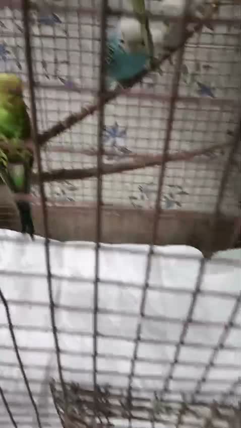 Rottweiler Puppy, farm video