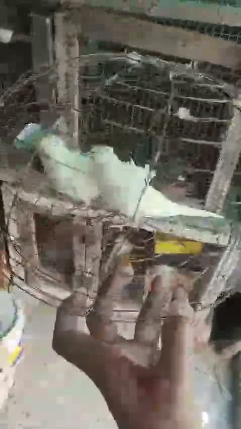 Hogoromo Budgies, farm video