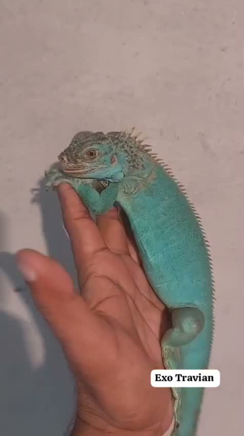 Iguana, farm video