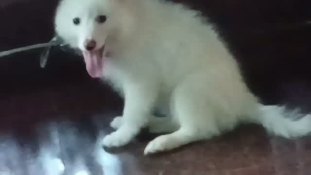 Culture Pom Puppy, farm video