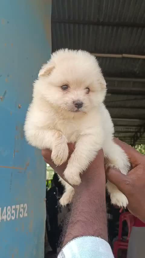 Pitbull Terrier Puppy, farm video