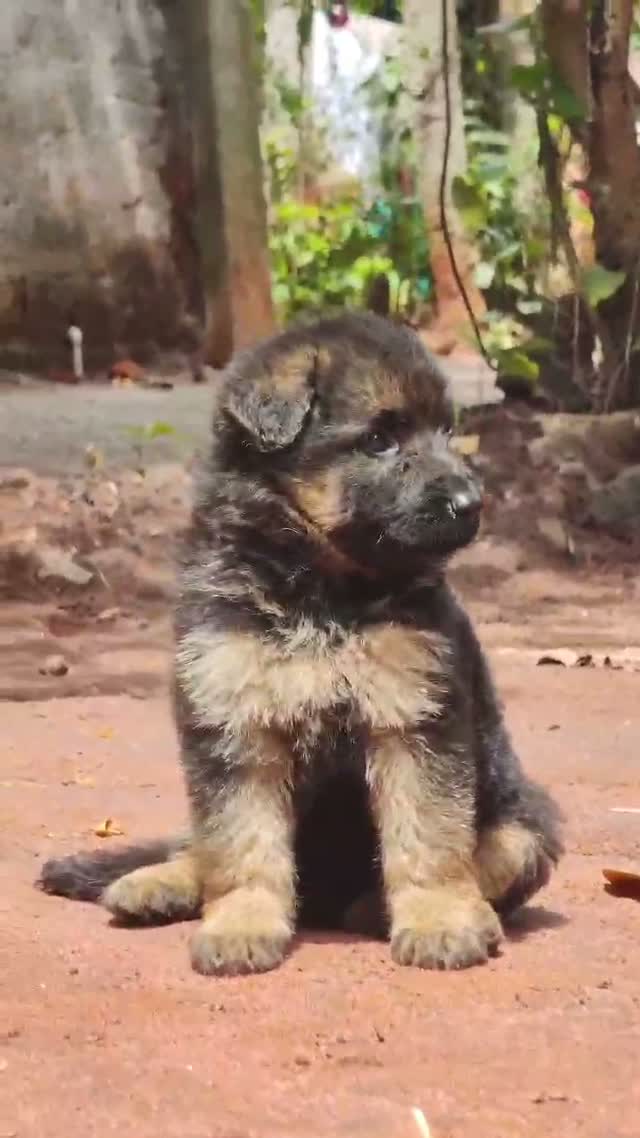 German Shepherd Puppy, farm video