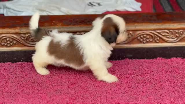 Shih Tzu | Black Color, farm video