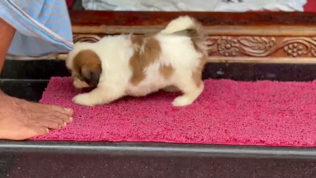 Shih Tzu | Black Color, farm video