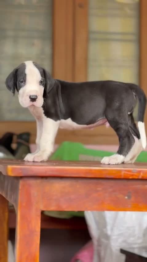 Great Dane Puppy, farm video