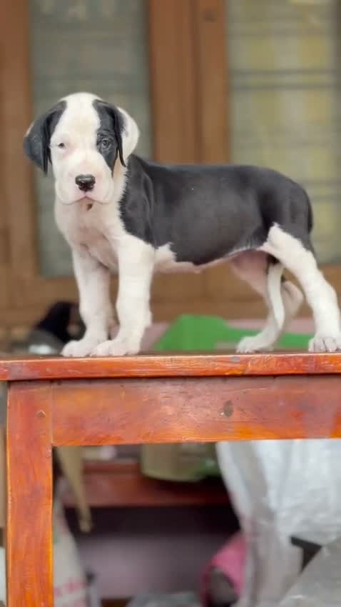 Great Dane Puppy, farm video