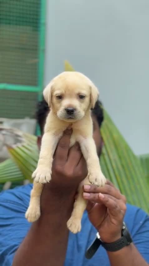 Beagle Black & Tan Puppy, farm video