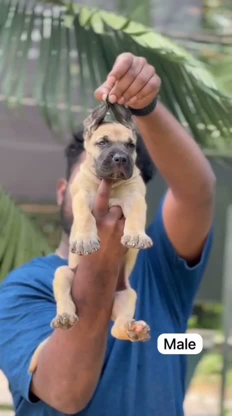 Great Dane Puppy, farm video