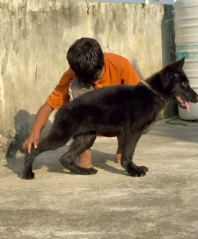 German Shepherd Puppy, farm video