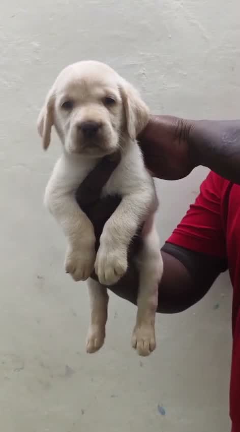 Beagle Black & Tan Puppy, farm video