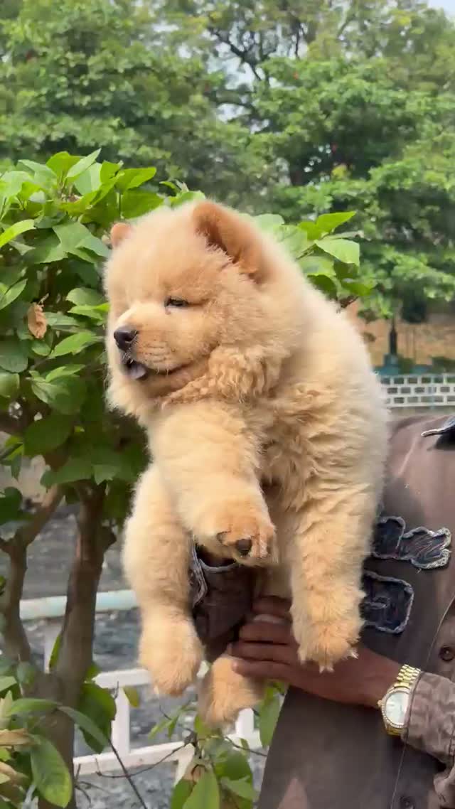Chow Chow Puppies, farm video