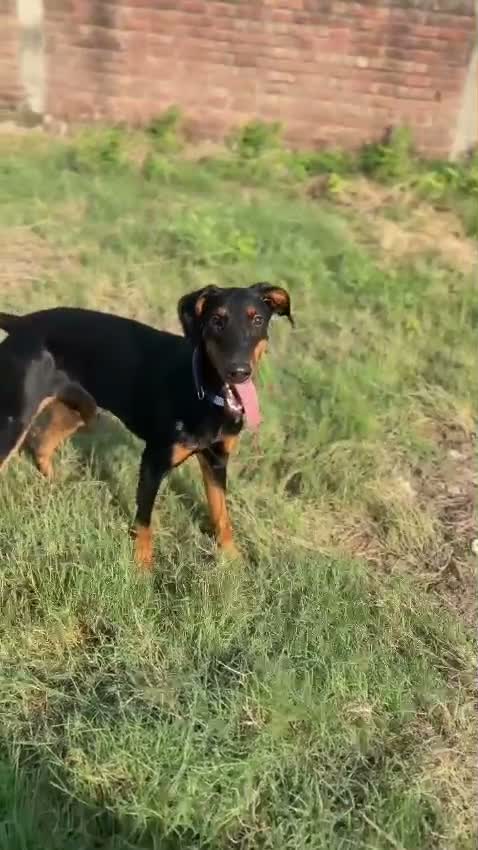 European Doberman Puppy | Black & Tan, farm video