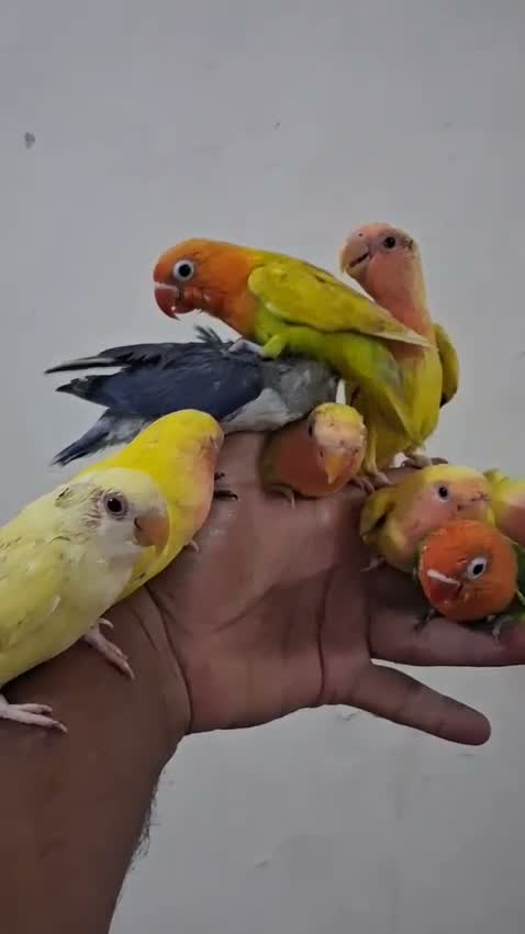 African Love Birds | Lutino, farm video