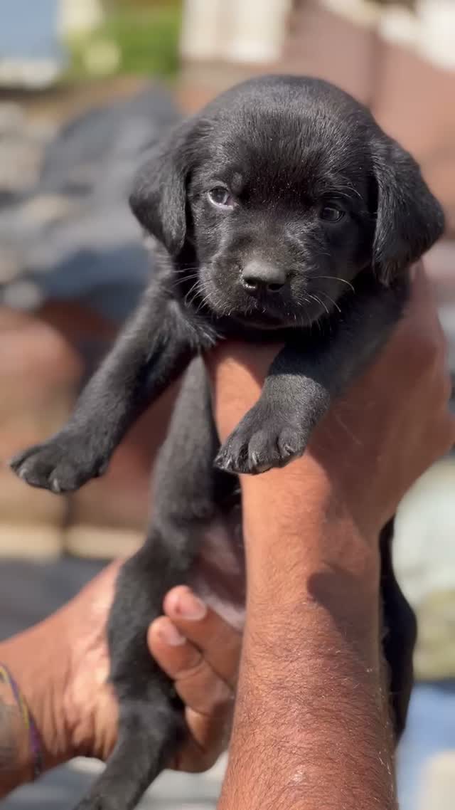 Beagle Black & Tan Puppy, farm video