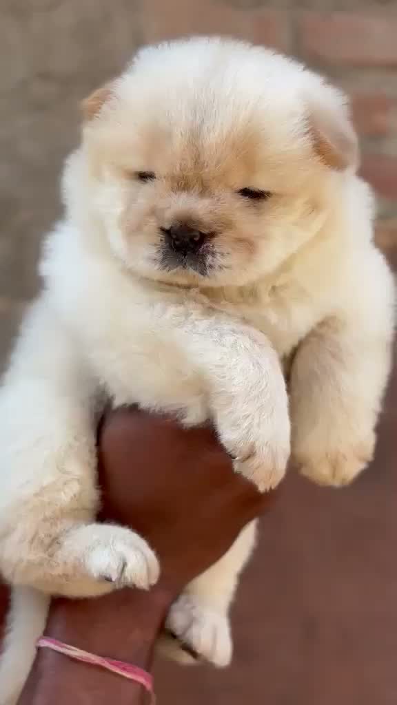 Chow Chow Puppies, farm video