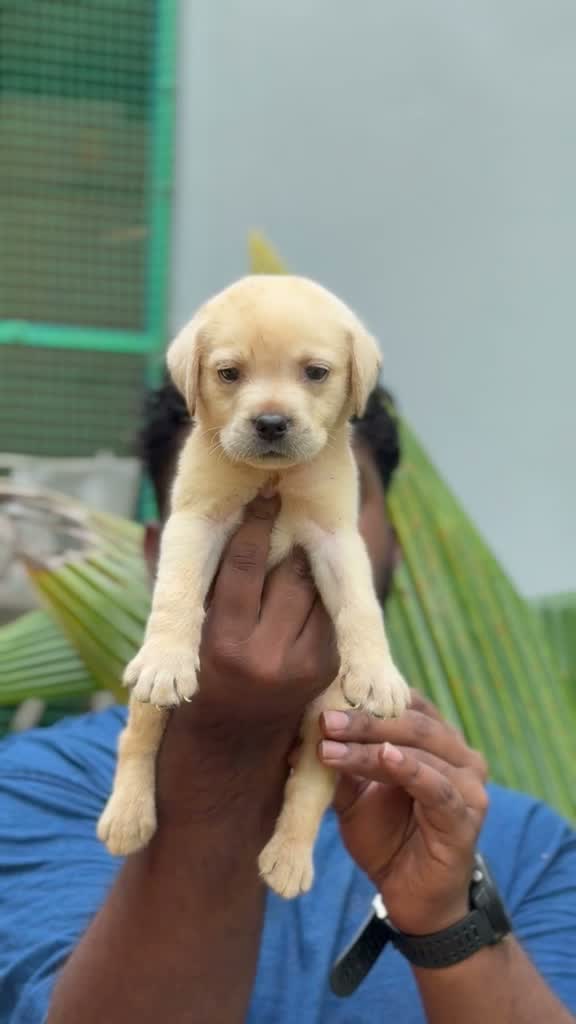 Beagle Black & Tan Puppy, farm video