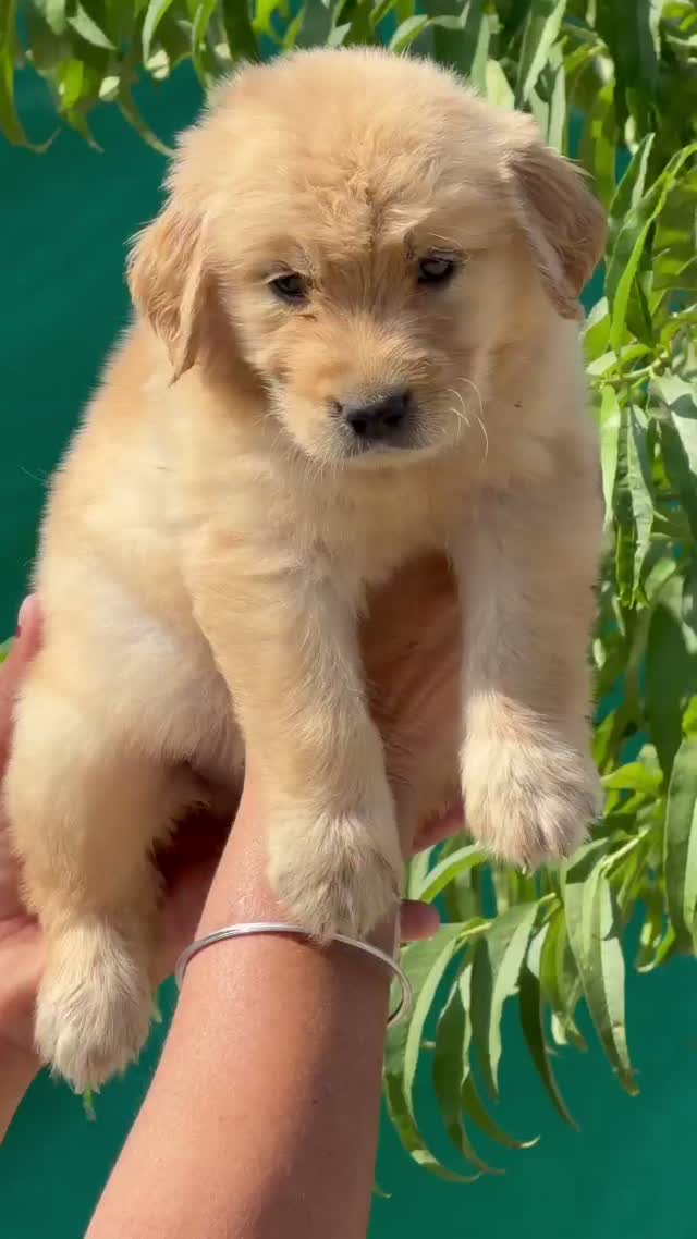 Dachshund Puppy | Brown & Tan, farm video