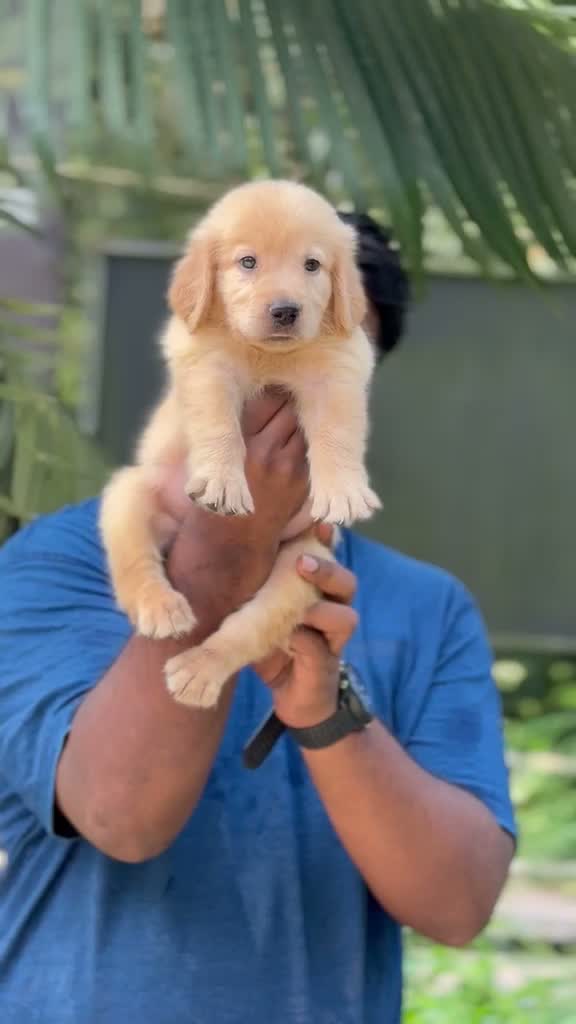 Golden Retriever, farm video