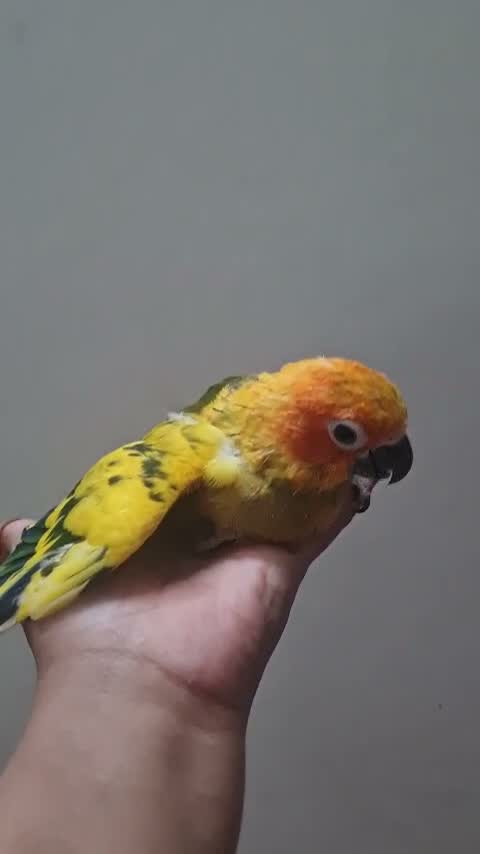 Sun Conure, farm video