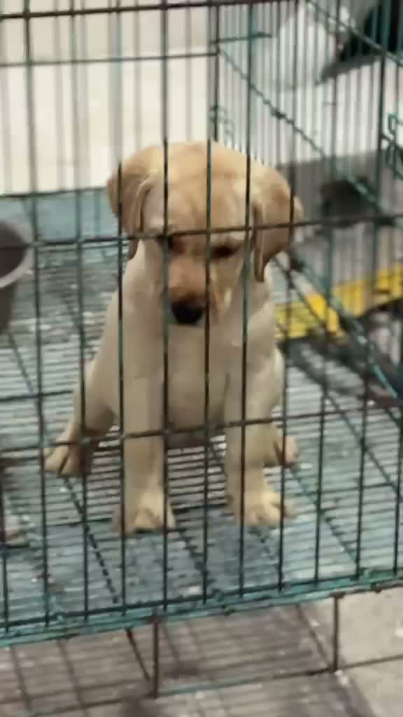 Dachshund Puppy | Brown & Tan, farm video