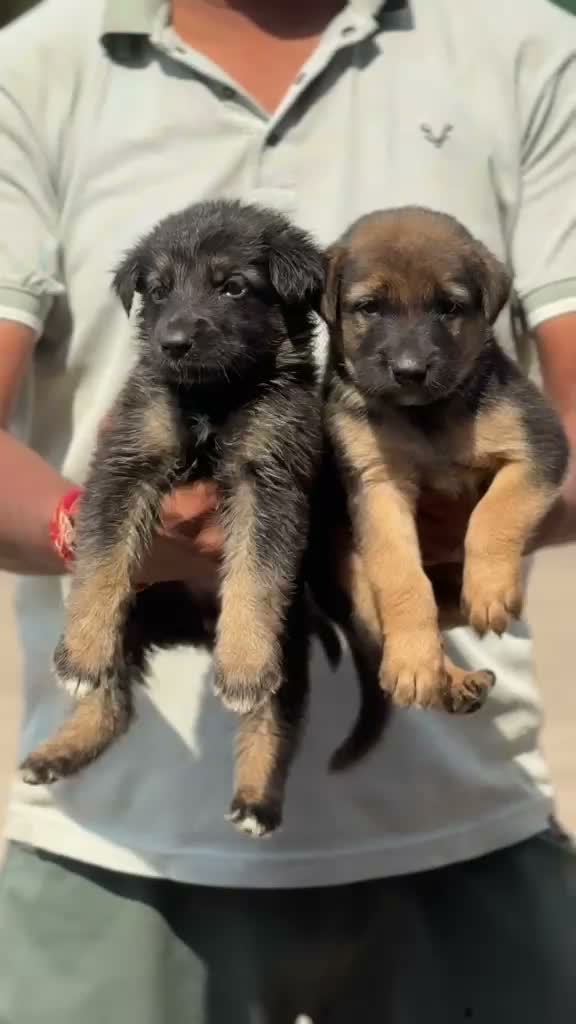 Dachshund Puppy | Brown & Tan, farm video