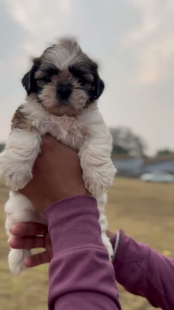 Dachshund Puppy | Brown & Tan, farm video