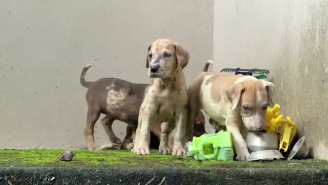 Great Dane Puppy, farm video