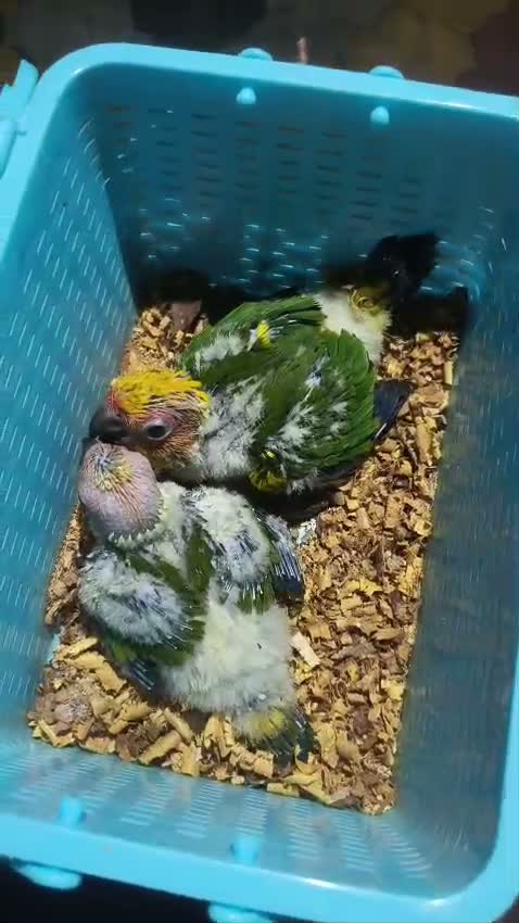 Sun Conure, farm video