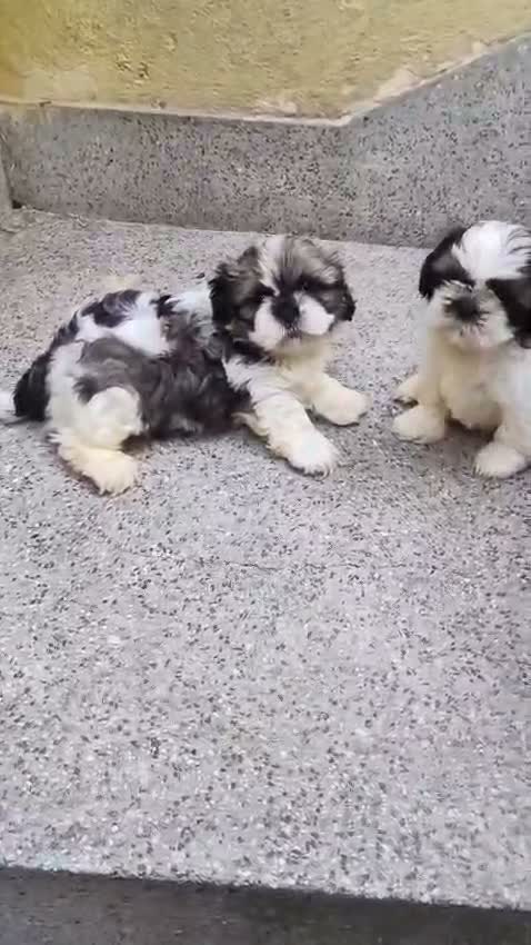 Shih Tzu | Black Color, farm video