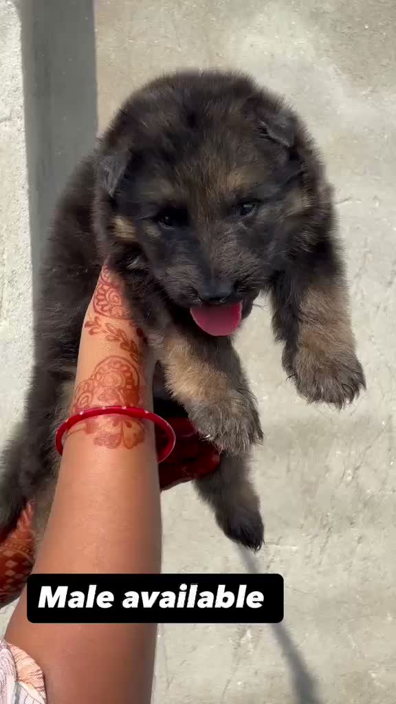German Shepherd Puppy, farm video
