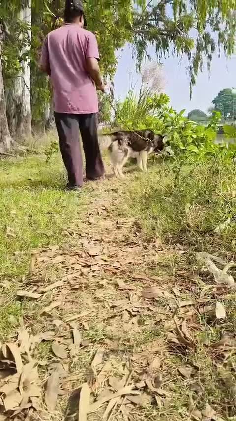 Dachshund Puppy | Brown & Tan, farm video