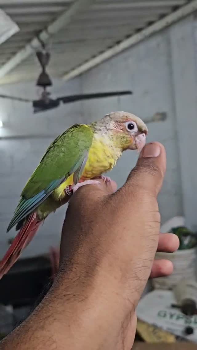 Pineapple Headed Conure, farm video
