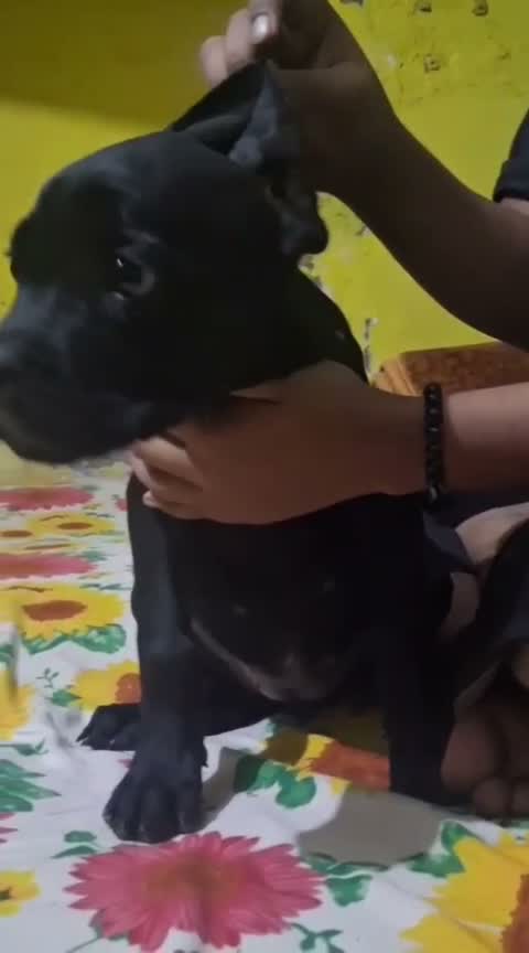 Dachshund Puppy | Brown, farm video