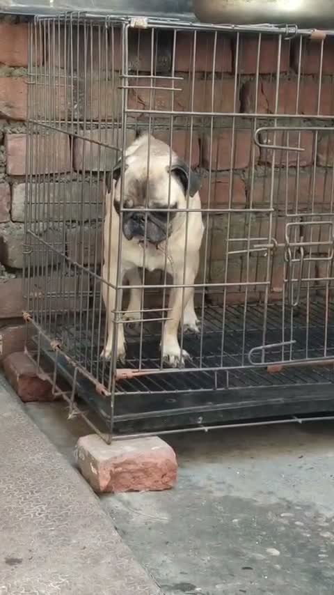 Pug Puppy, farm video