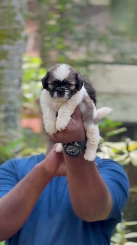 Shih Tzu | Black Color, farm video