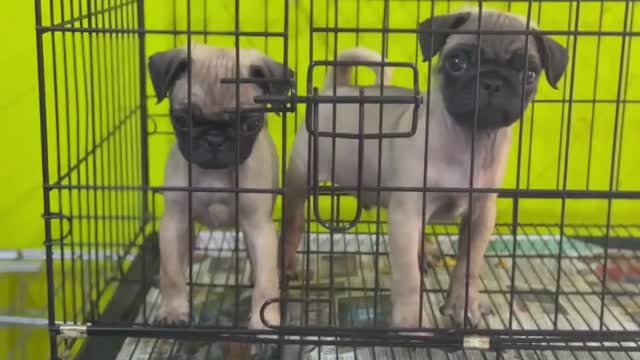 Pug Puppy, farm video