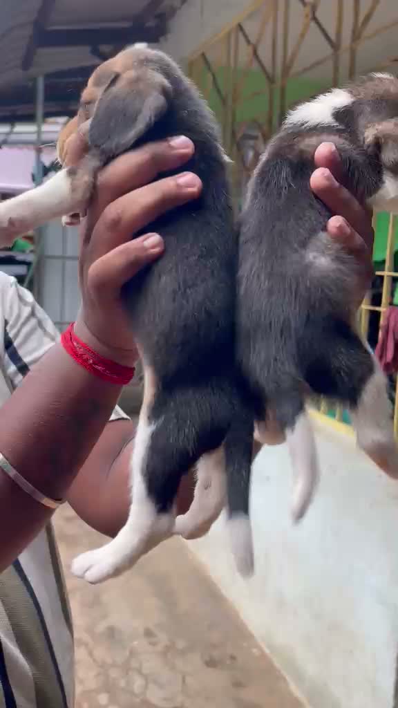 Beagle Black & Tan Puppy, farm video
