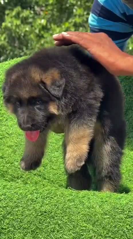 German Shepherd Puppy, farm video