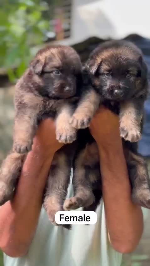 German Shepherd Puppy, farm video