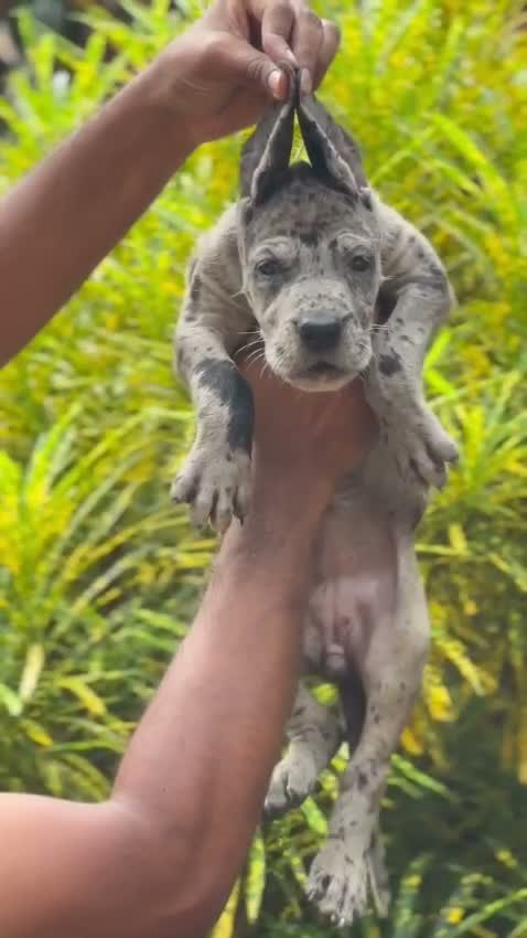 Great Dane Puppy, farm video