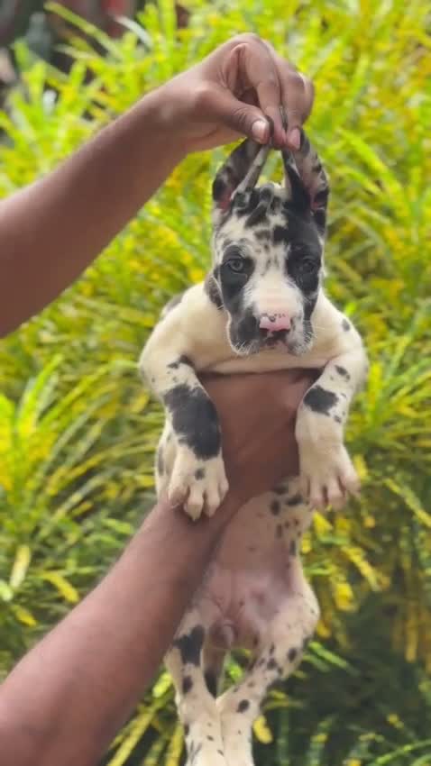 Great Dane Puppy, farm video