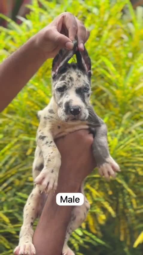 Great Dane Puppy, farm video